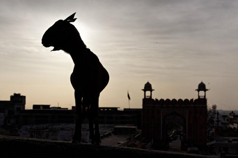 Chèvre sur les remparts, Inde