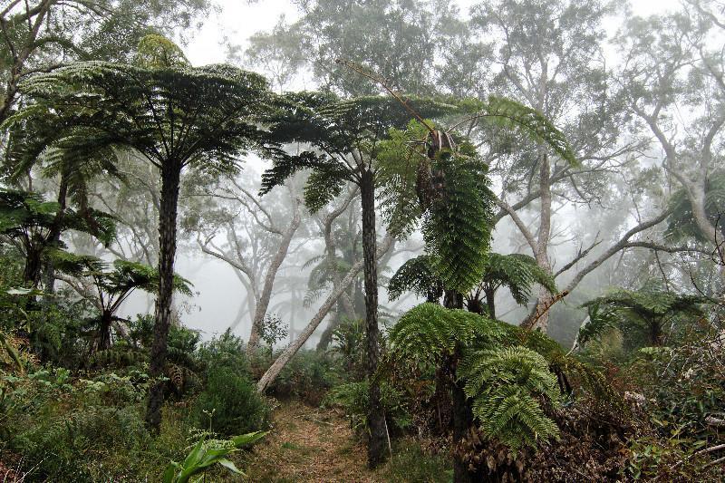 Fougères arborescentes, Réunion